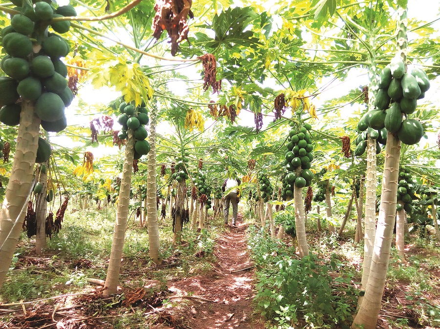 Production de la papaye à Nakamtenga La passion qui fait vivre des