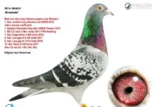 Armando, le pigeon voyageur sportif qui valait 1,2 million d’euros