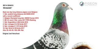 Armando, le pigeon voyageur sportif qui valait 1,2 million d’euros