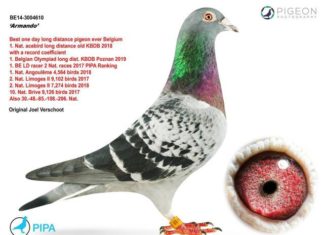 Armando, le pigeon voyageur sportif qui valait 1,2 million d’euros