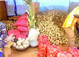 Fête de la pomme de terre dans le Loroum : l’accès aux semences au cœur des réflexions