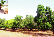 Filière mangue : la «cochenille farineuse», une nouvelle menace