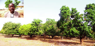Filière mangue : la «cochenille farineuse», une nouvelle menace