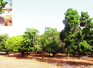 Filière mangue : la «cochenille farineuse», une nouvelle menace