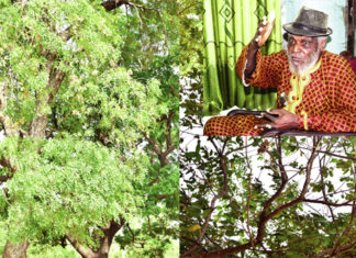 Biodiversité végétale : des espèces “se meurent’’ au Sud-ouest