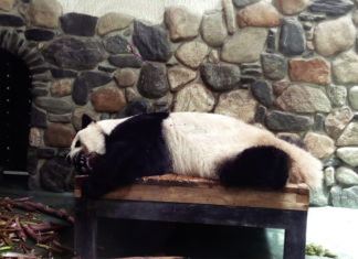 Province du Shaanxi en Chine : le territoire des espèces protégées