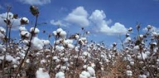 Relance de la filière cotonnière : Message du MCIA relatif aux mesures prises par le Gouvernement