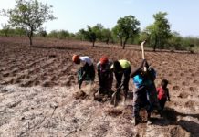 Lutte contre la désertification à Arbollé: Des femmes rurales redonnent vie à des terres arides