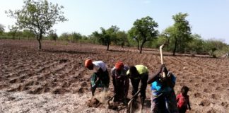 Lutte contre la désertification à Arbollé: Des femmes rurales redonnent vie à des terres arides