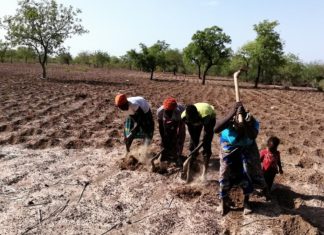 Lutte contre la désertification à Arbollé: Des femmes rurales redonnent vie à des terres arides