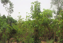 Déclassement de la forêt de Kua: Des écologistes s’opposent