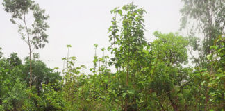 Déclassement de la forêt de Kua: Des écologistes s’opposent