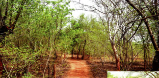 Forêt de Gourga dans le Yatenga : l’écocide d’un «patrimoine mondial»