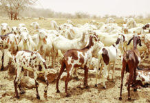 Lutte contre la peste des petits ruminants : plus de 2,5 millions d’animaux vaccinés