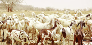 Lutte contre la peste des petits ruminants : plus de 2,5 millions d’animaux vaccinés
