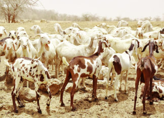 Lutte contre la peste des petits ruminants : plus de 2,5 millions d’animaux vaccinés