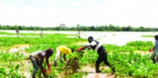 Agence de l’eau du Nakanbé : une offensive contre la jacinthe d’eau