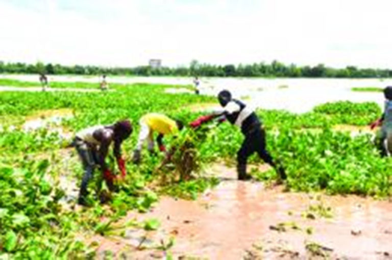 Agence de l’eau du Nakanbé : une offensive contre la jacinthe d’eau