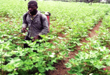 Production cotonnière dans la zone SOFITEX : L’«or blanc» reprend pied