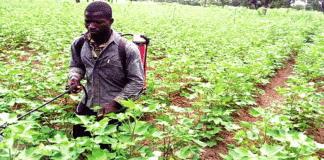 Production cotonnière dans la zone SOFITEX : L’«or blanc» reprend pied