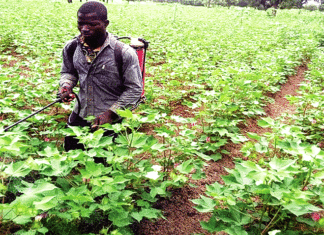 Production cotonnière dans la zone SOFITEX : L’«or blanc» reprend pied