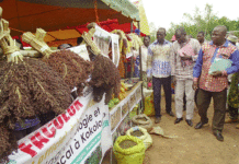 Agro-écologie et consommer local : La promotion du comité Baoré solidarité à Kokologho