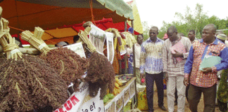 Agro-écologie et consommer local : La promotion du comité Baoré solidarité à Kokologho
