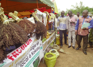 Agro-écologie et consommer local : La promotion du comité Baoré solidarité à Kokologho