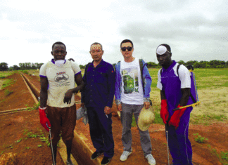 Insécurité alimentaire : Le remède du mil hybride