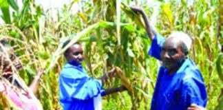 Régions des Cascades : les inondations menacent les cultures