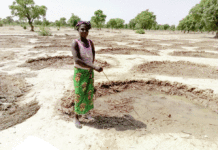 Récupération des terres dégradées: les prouesses des femmes du Nord