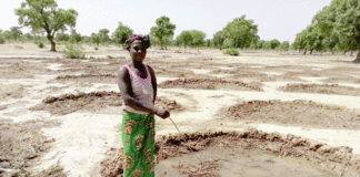 Récupération des terres dégradées: les prouesses des femmes du Nord