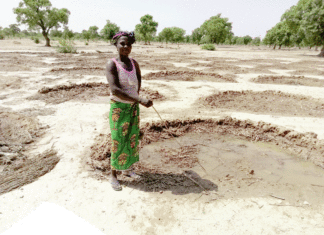 Récupération des terres dégradées: les prouesses des femmes du Nord