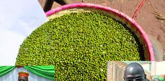 Sécurité alimentaire : le Mung bean, pour lutter contre la faim dans les Hauts-Bassins