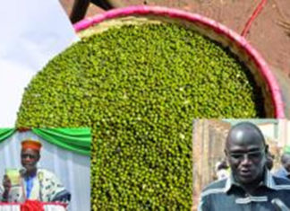 Sécurité alimentaire : le Mung bean, pour lutter contre la faim dans les Hauts-Bassins