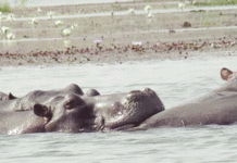 Lac de Tengrela Sous la menace d’une dégradation irréversible