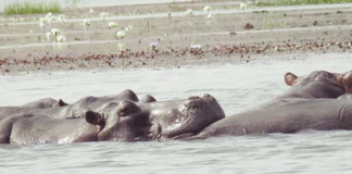 Lac de Tengrela Sous la menace d’une dégradation irréversible
