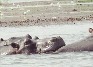 Lac de Tengrela Sous la menace d’une dégradation irréversible