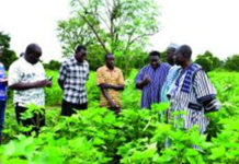 Zone cotonnière de Koudougou : La SOFITEX encourage les producteurs de Léo et Sapouy