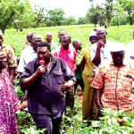 Région cotonnière de N’Dorola : la physionomie des champs présage de bonnes récoltes