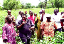 Région cotonnière de N’Dorola : la physionomie des champs présage de bonnes récoltes