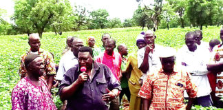 Région cotonnière de N’Dorola : la physionomie des champs présage de bonnes récoltes