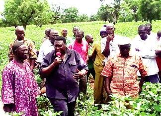 Région cotonnière de N’Dorola : la physionomie des champs présage de bonnes récoltes
