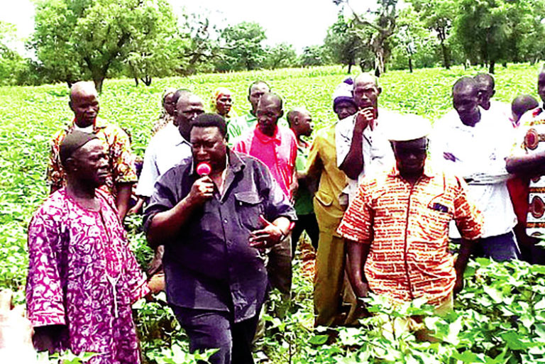 Région cotonnière de N’Dorola : la physionomie des champs présage de bonnes récoltes
