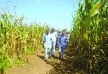 Centre-Sud : De bonnes récoltes en perspectives