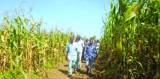 Centre-Sud : De bonnes récoltes en perspectives