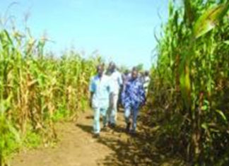 Centre-Sud : De bonnes récoltes en perspectives