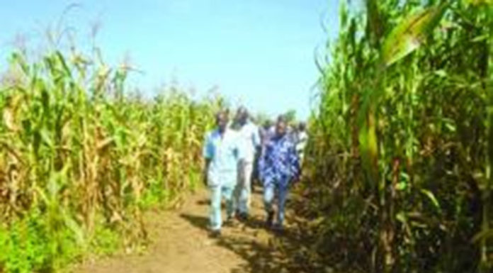 Centre-Sud : De bonnes récoltes en perspectives