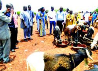 Foire du Centre-Nord : 850 petits ruminants et 2 500 poulets à vendre en 72 heuresFoire du Centre-Nord : 850 petits ruminants et 2 500 poulets à vendre en 72 heures