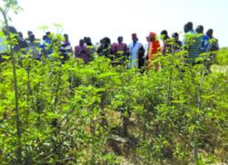 Secteur agrosylvopastoral